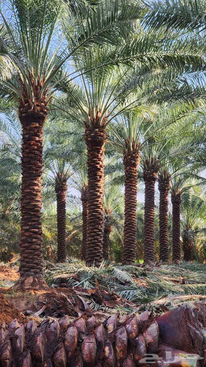 Supply and installation of all types of Washington and Arabic palm trees and all palm tree maintenance64264867843201110