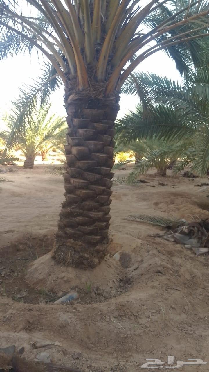 نعمل في نظافة وتكريب نخل بأنواعه ونظافة المزارع وتوريد نخل64504545181058113