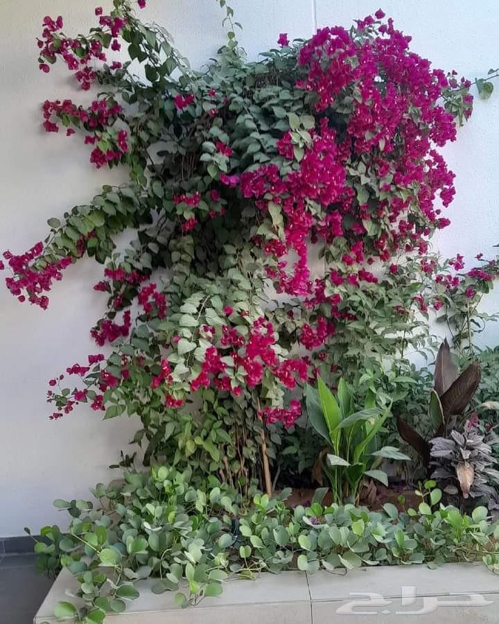 لتنسيق الصدائق64260306817539114