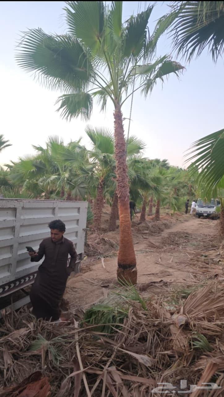 نخل واشنطن امريكي واشنطونياء زينه بجمع المقاسات64263793349891110