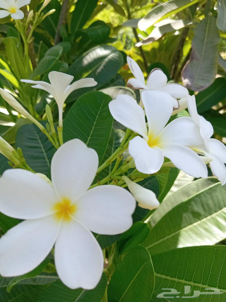 All fruit trees, ornamental trees, and shade trees64263792758658111