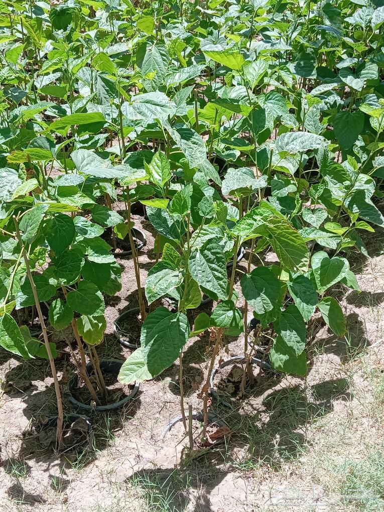 All fruit trees, ornamental trees, and shade trees64263792758658114