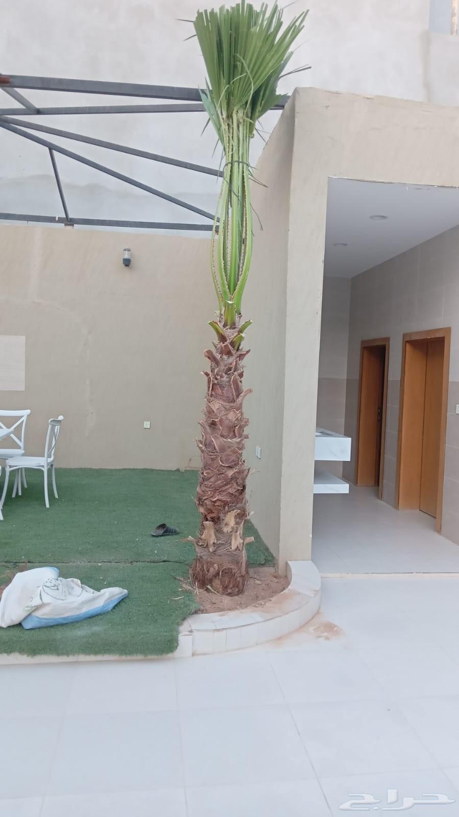 توريد وتركيب الشبوك والنخيل64260305299970114