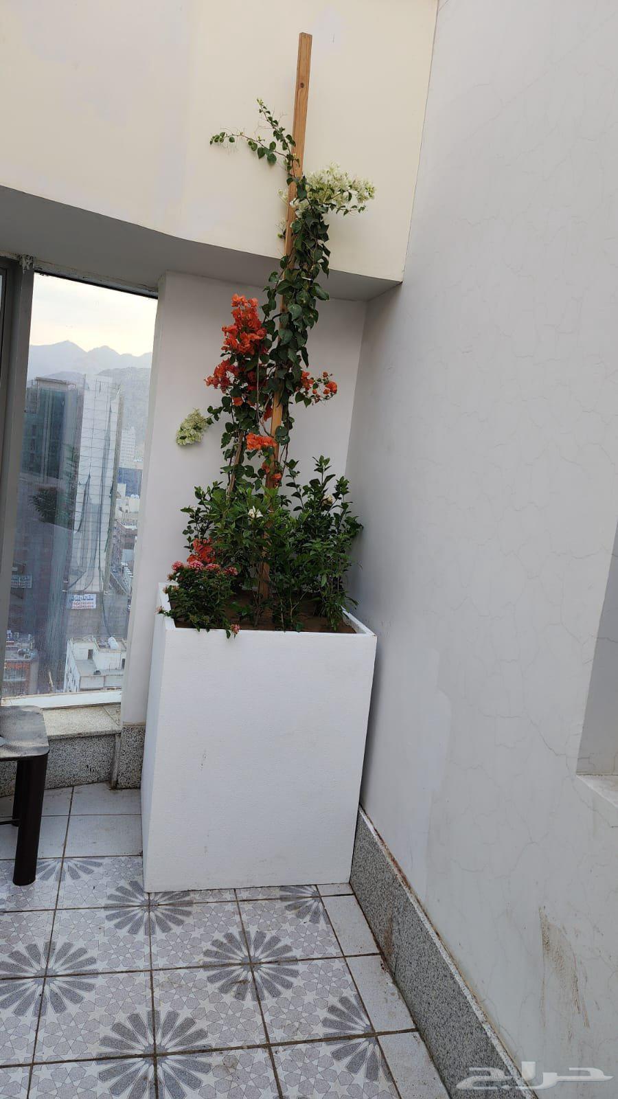 Natural Tree and Natural Rose Landscape Designer64264685804546112