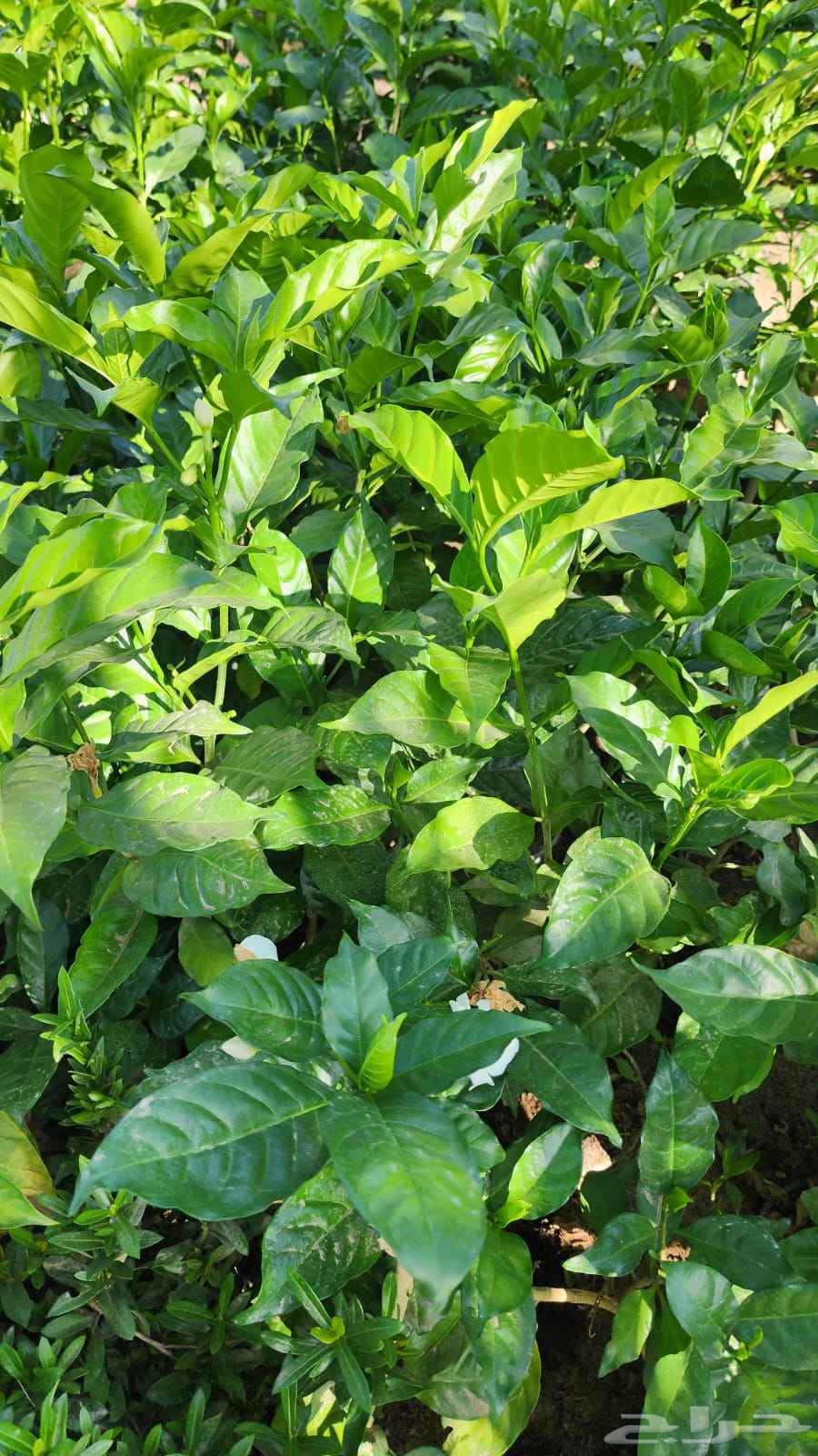 Natural Tree and Natural Rose Landscape Designer64264685804546114