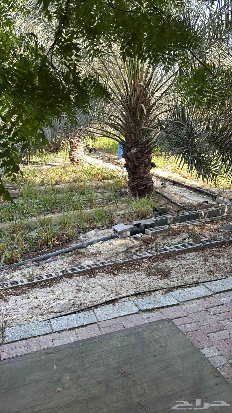 مشتل ابناء الصعيد64260306314370112