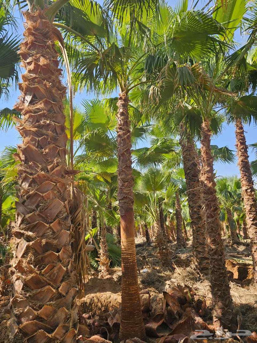 نخل واشنطن امريكي واشنطونياء زينه بجمع المقاسات64263793349891114