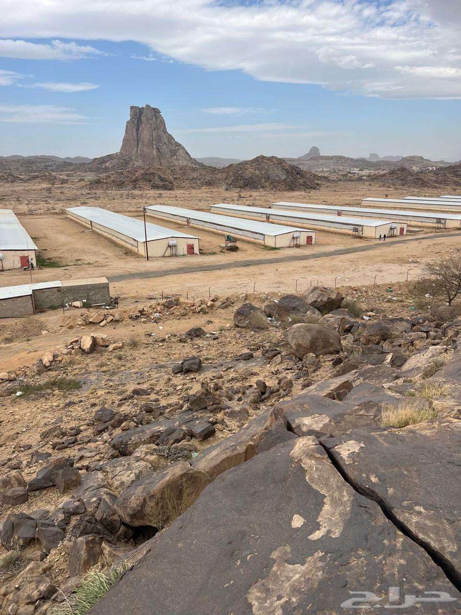 توريد وتركيب شبوك حضائر توريدوتركيب مزارع دجاج64259889376643112