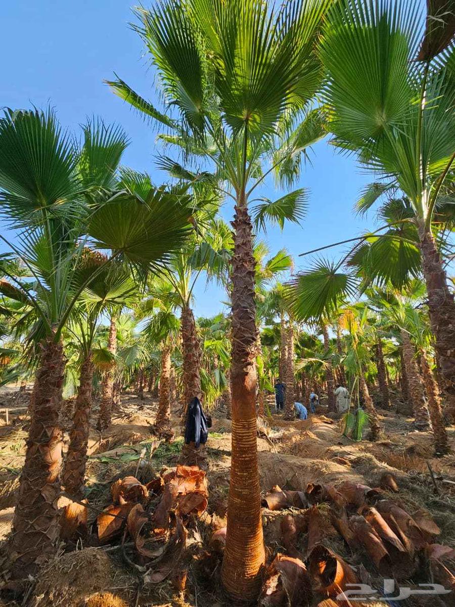 نخل واشنطن امريكي واشنطونياء زينه بجمع المقاسات64263793349891113