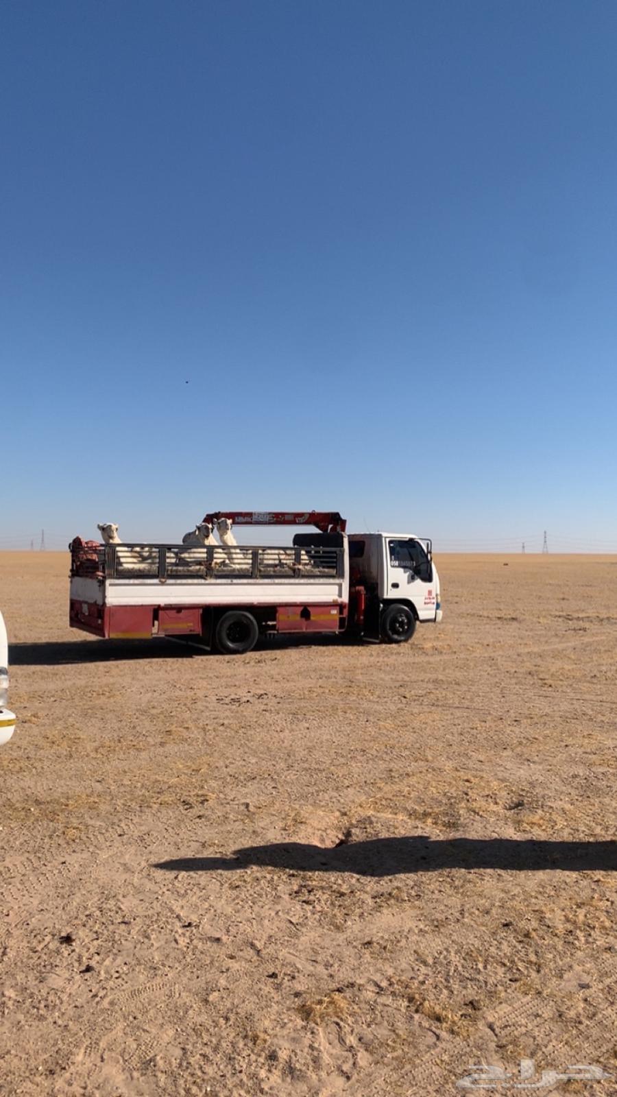 دنا هدروليك ونش لنقل الابل الى جميع انحاء المملكه64360149647234110