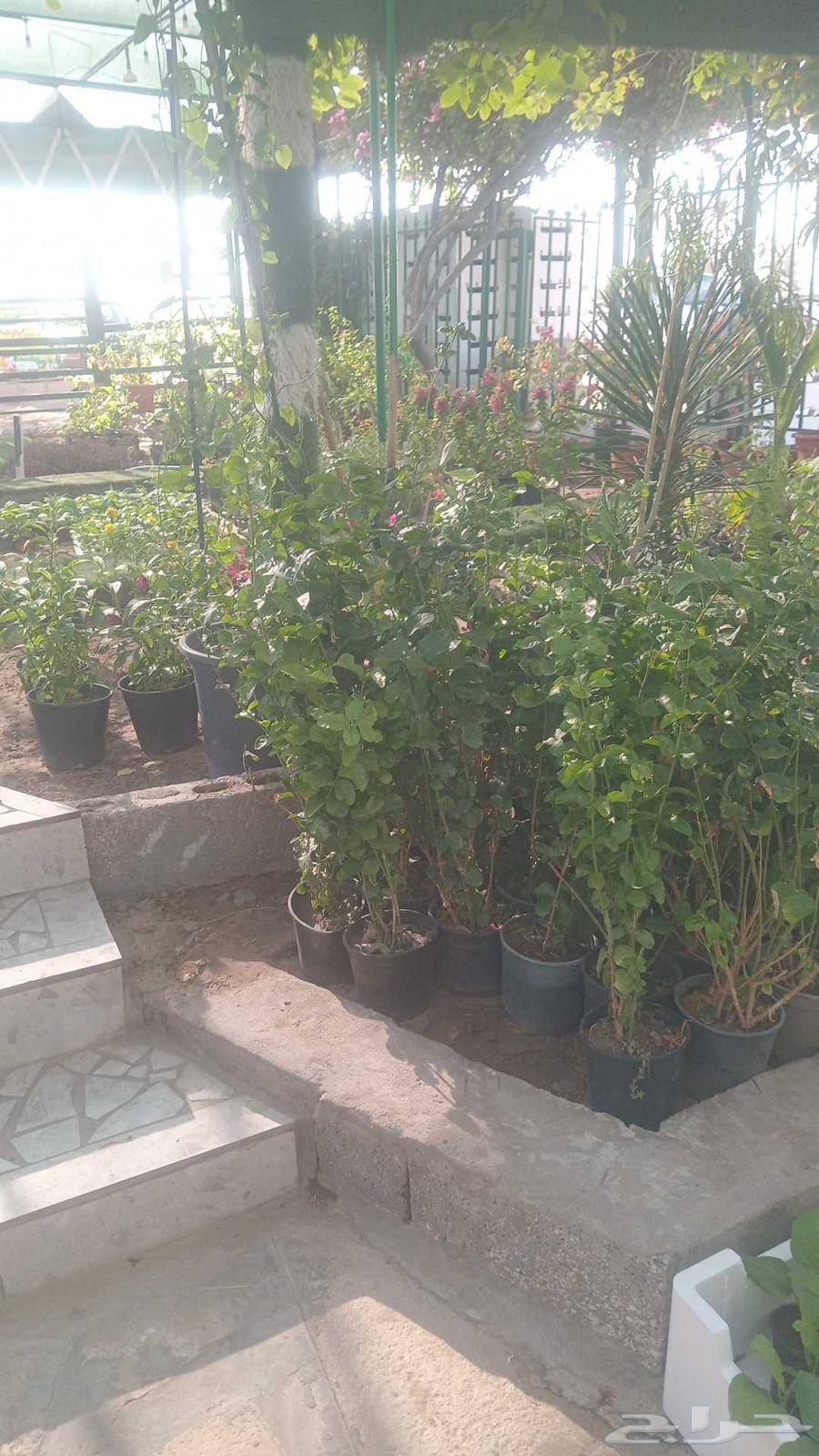 Zahra Al-Rif Nursery Garden Landscape and Irrigation Networks64370097976707114