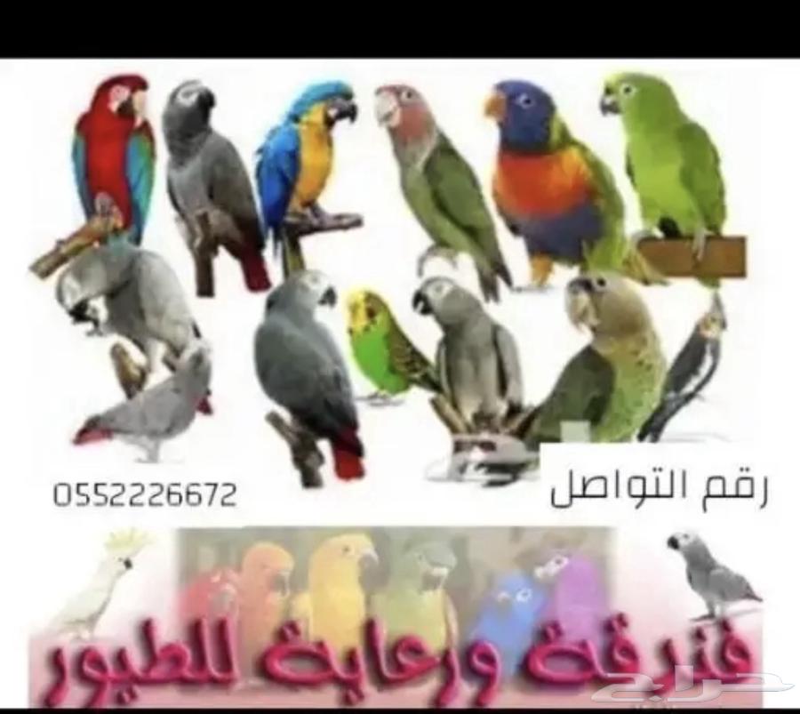Taming, Breeding, Hoteling, and Veterinary Care for Birds64360181539587111