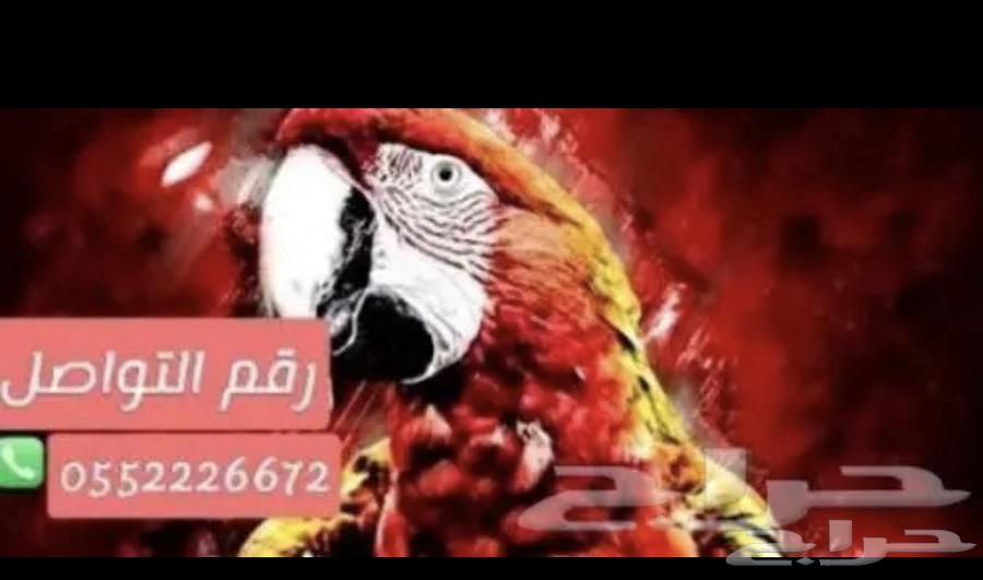 Taming, Breeding, Hoteling, and Veterinary Care for Birds64360181539587110