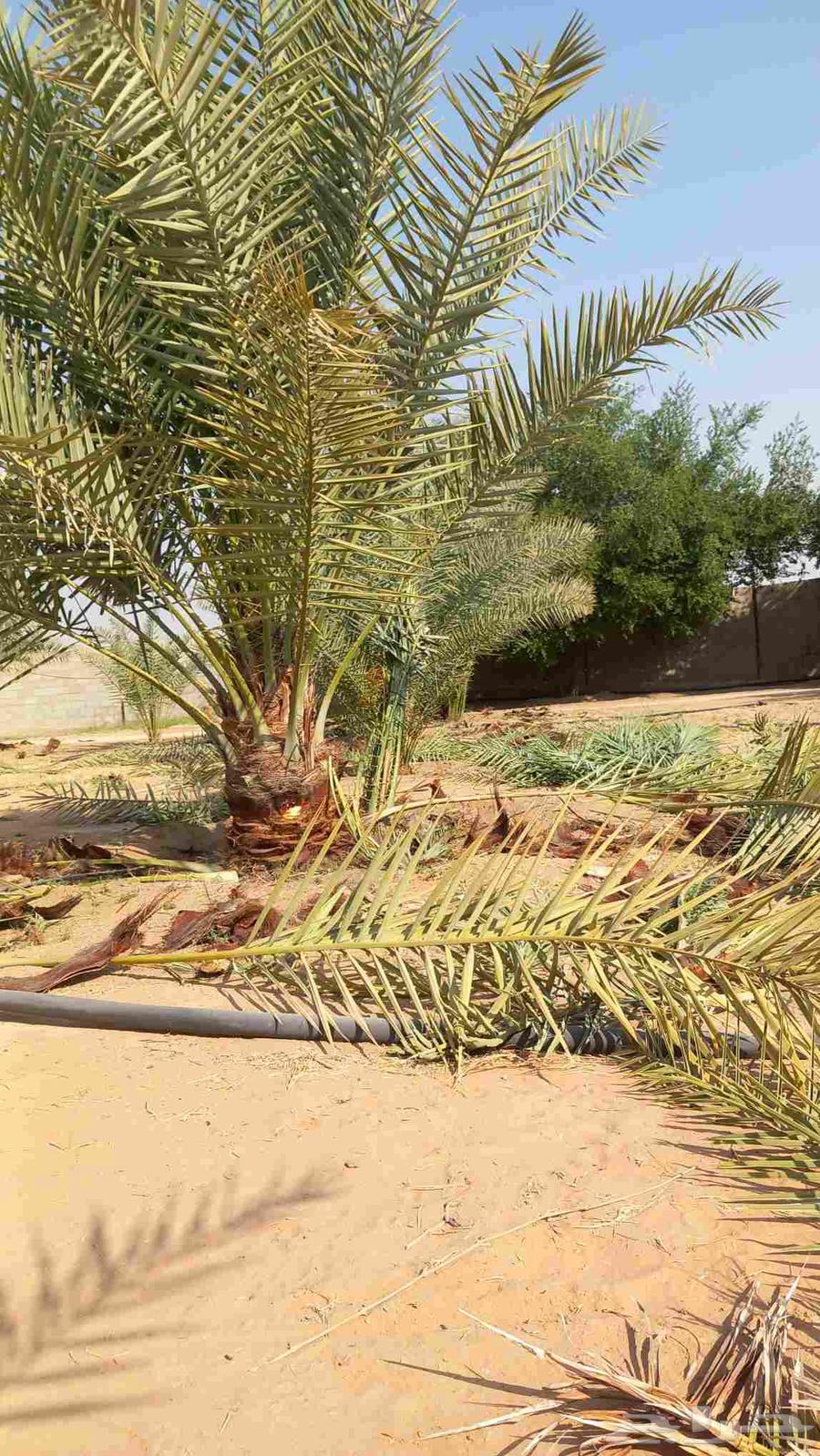 تنضيف وتكريب انخيل64370063505281110