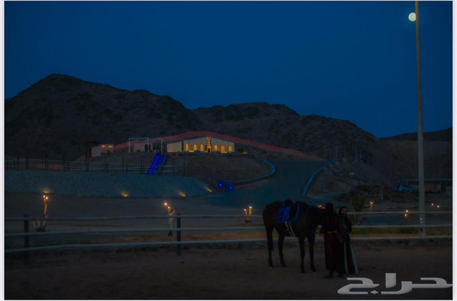 مربط أميراس لإيواء الخيل64369805769729111