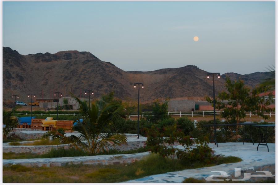 مربط أميراس لإيواء الخيل64369805769729110