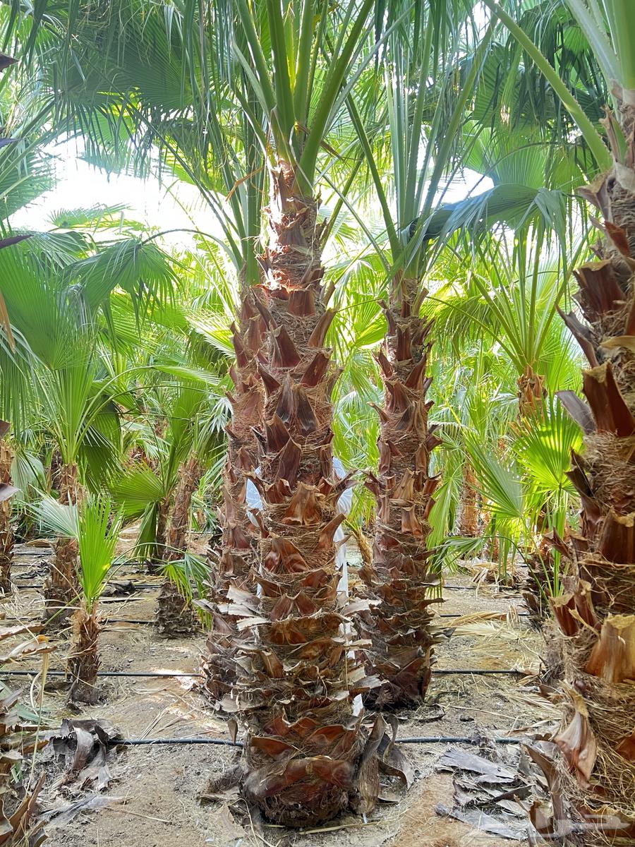 نخيل واشنطن جميع المقاسات64360200156418110