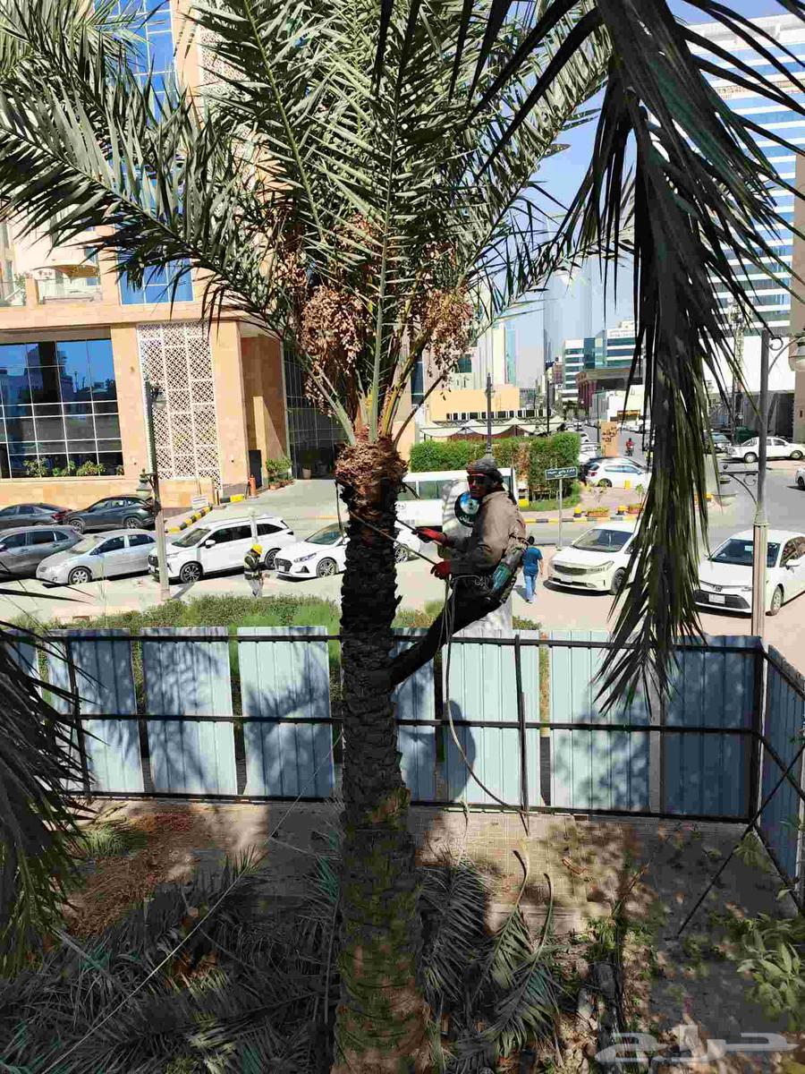 يوجد لدينا تكريبا نخل عربي وعايدي وزراعه النخل العربي والعاد64422069124483110