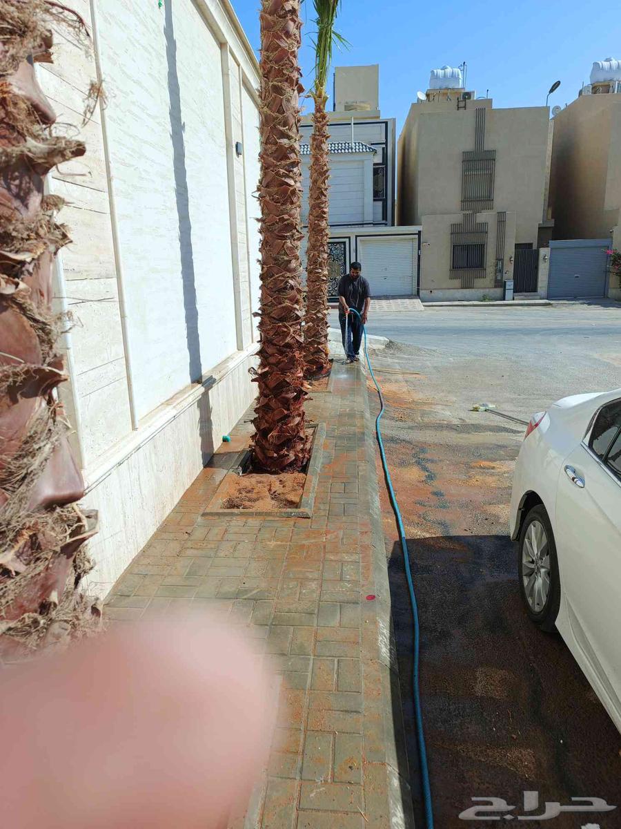 يوجد لدينا تكريبا نخل عربي وعايدي وزراعه النخل العربي والعاد64422069124483113