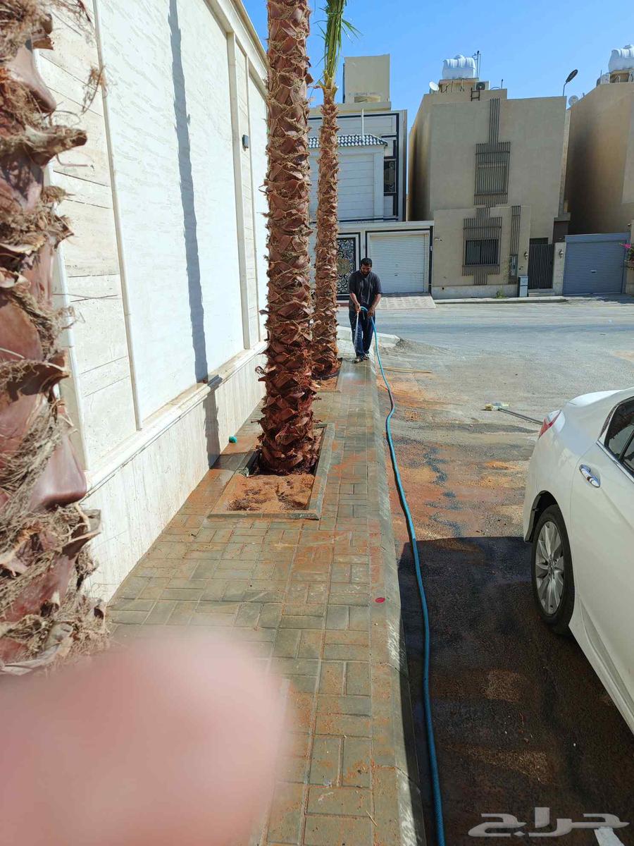 يوجد لدينا تكريبا نخل عربي وعايدي وزراعه النخل العربي والعاد64422069124483111