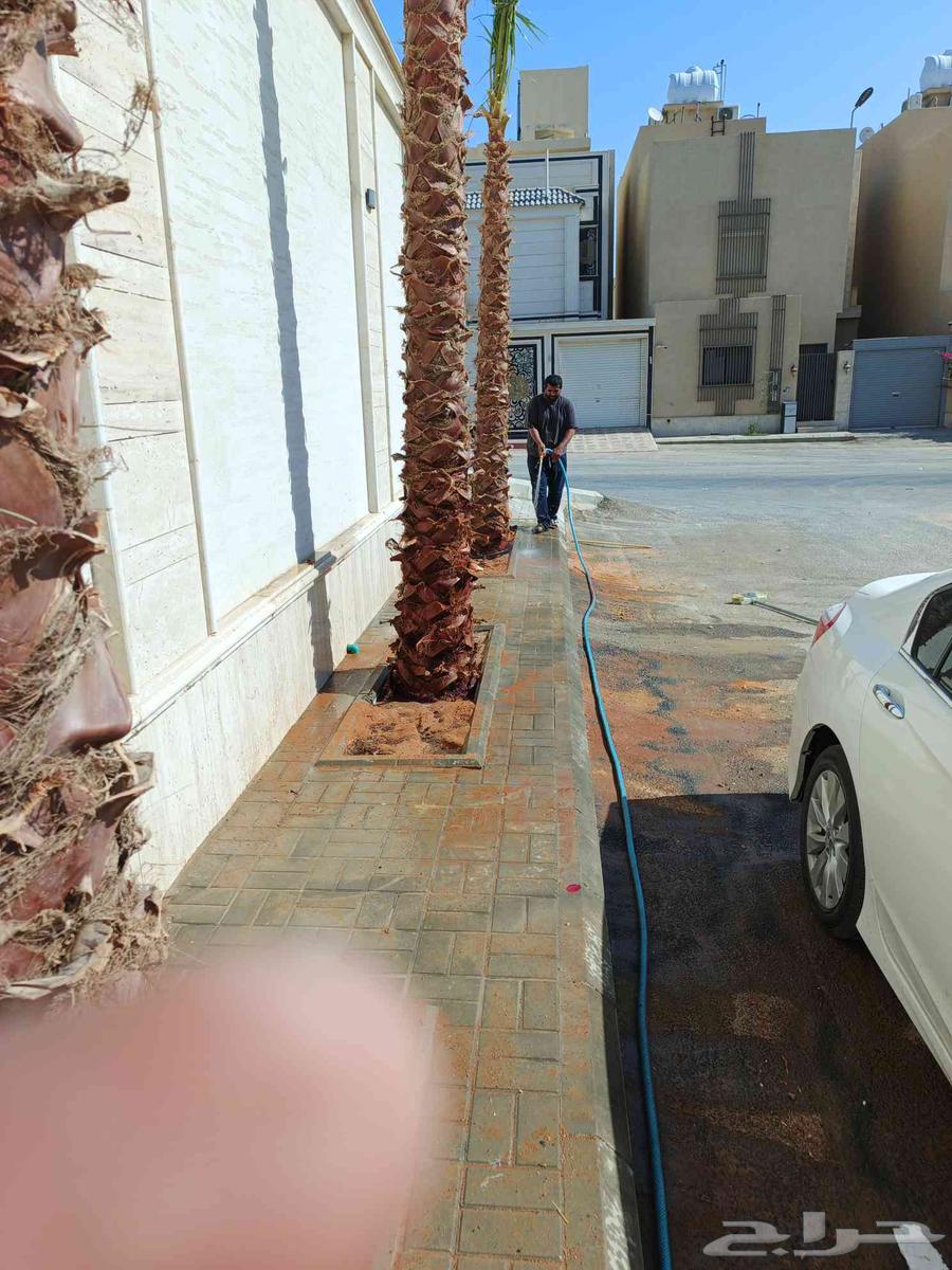 يوجد لدينا تكريبا نخل عربي وعايدي وزراعه النخل العربي والعاد64422069124483112