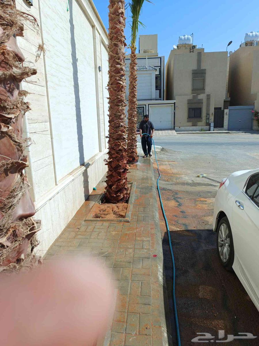 يوجد لدينا تكريبا نخل عربي وعايدي وزراعه النخل العربي والعاد64422069124483114