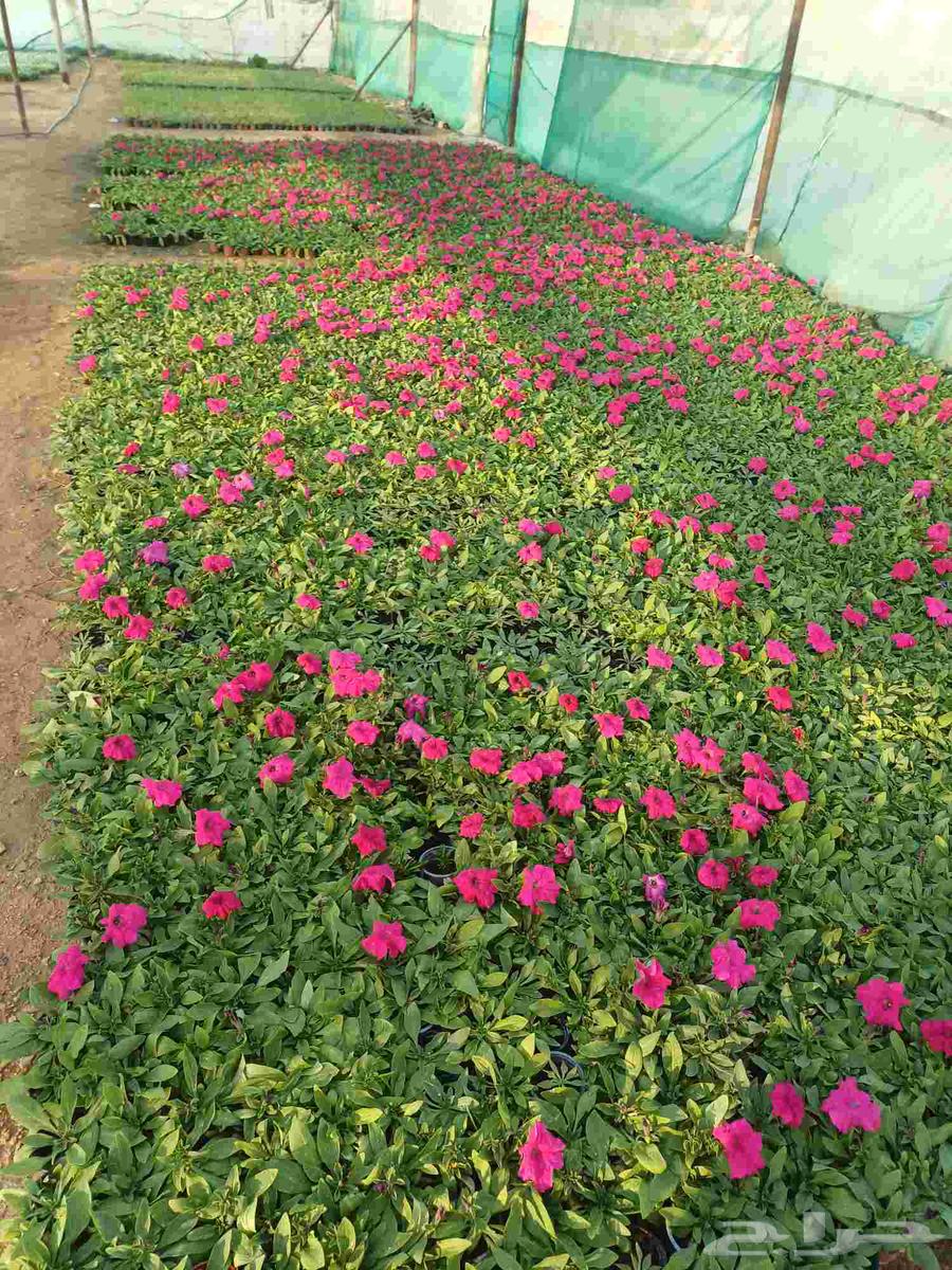 مشتل العماريه للزهور في العماريه64402969041283114