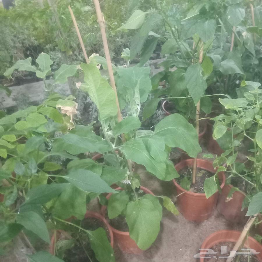 Zahra Al-Rif Nursery Garden Landscape and Irrigation Networks64370097976707112