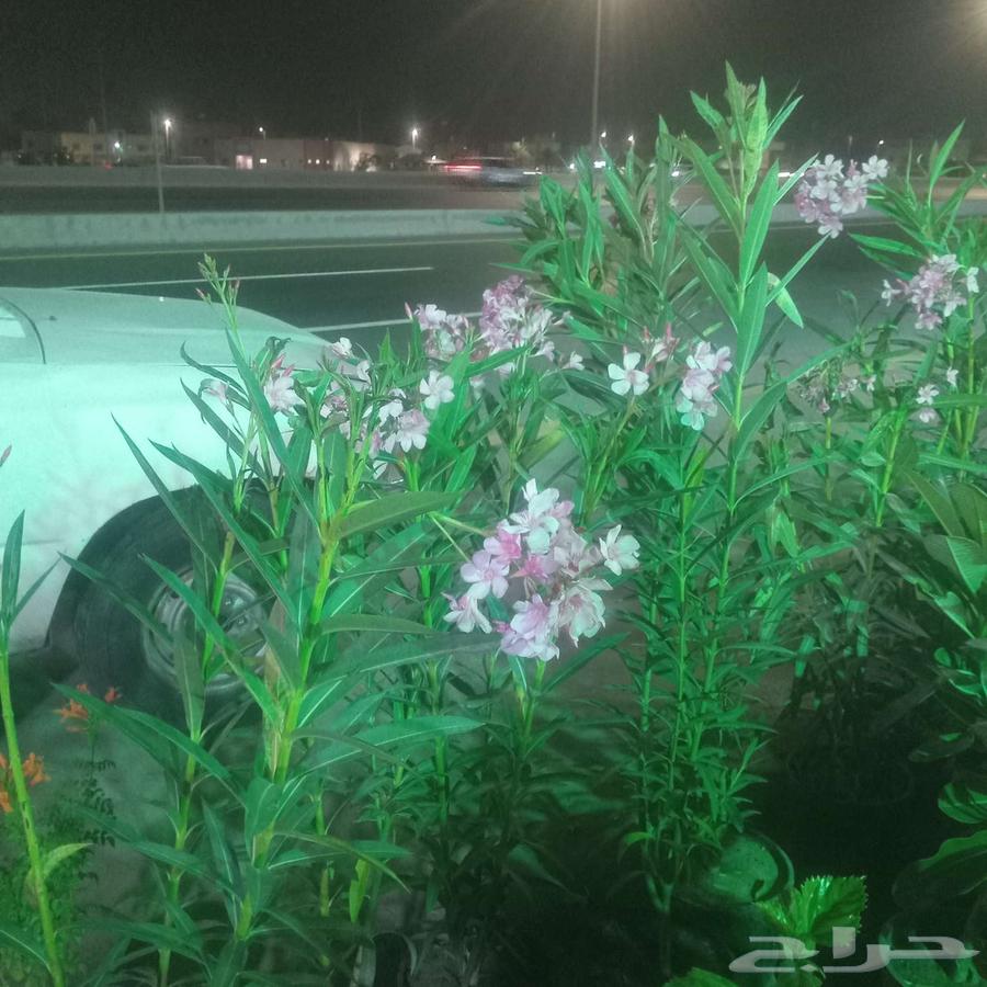 Zahra Al-Rif Nursery Garden Landscape and Irrigation Networks64370097976707111