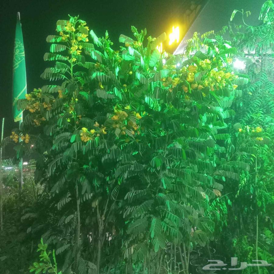 Zahra Al-Rif Nursery Garden Landscape and Irrigation Networks64370097976707110