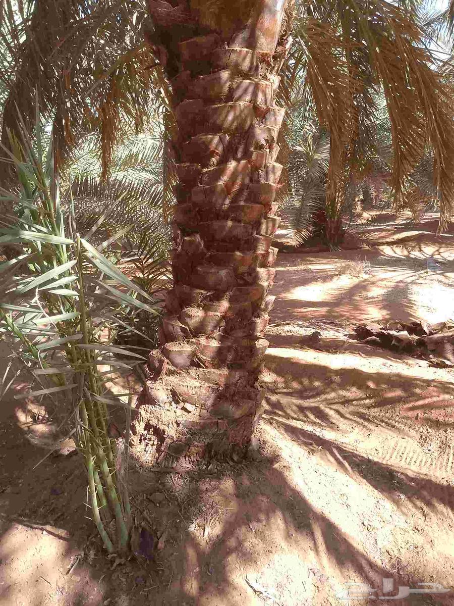 يوجد لدينا عمال تكريب النخيل64370114561281111