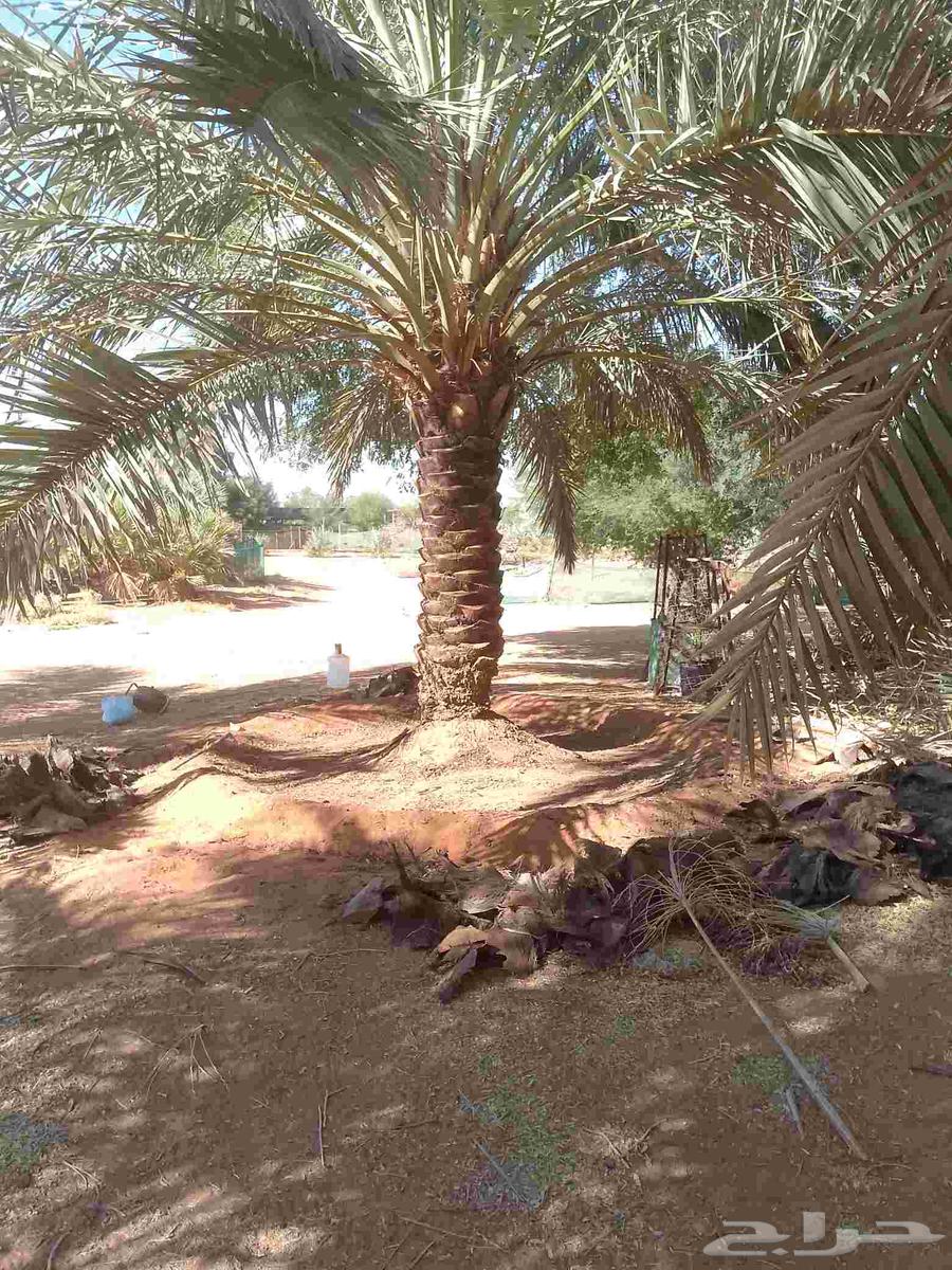 يوجد لدينا عمال تكريب النخيل64370114561281110