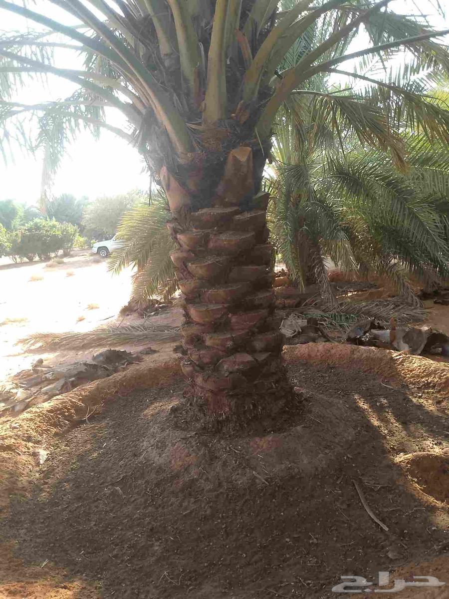 يوجد لدينا عمال تكريب النخيل64370114561281112