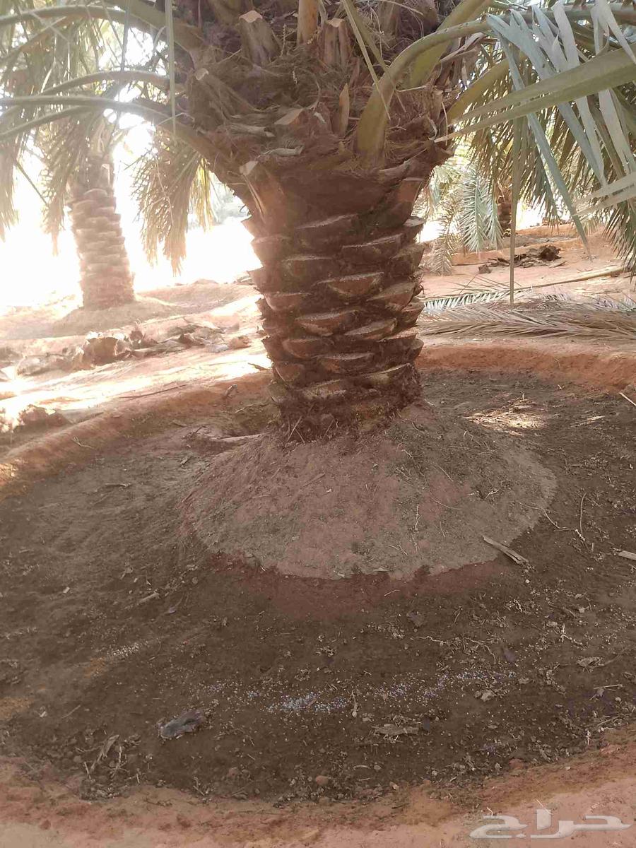 يوجد لدينا عمال تكريب النخيل64370114561281113