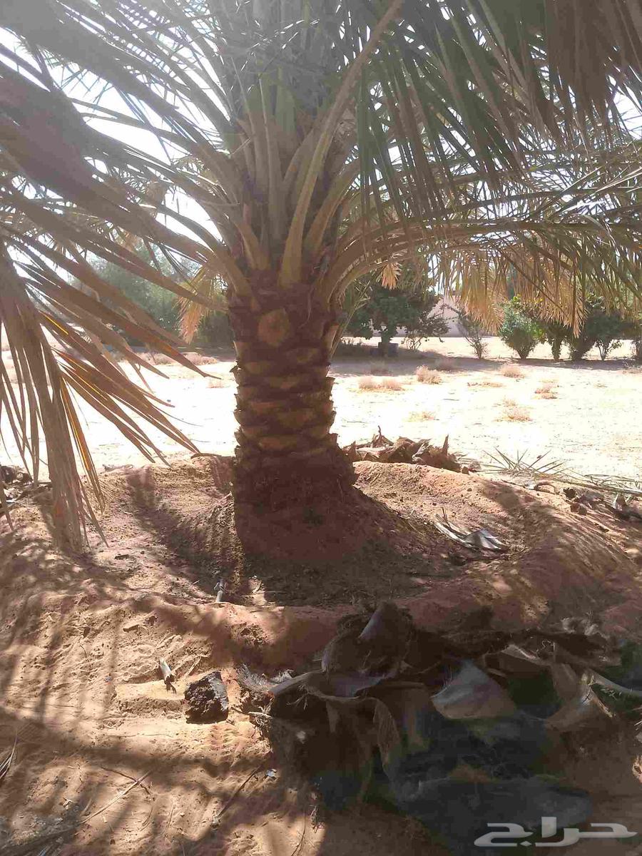 يوجد لدينا عمال تكريب النخيل64370114561281114