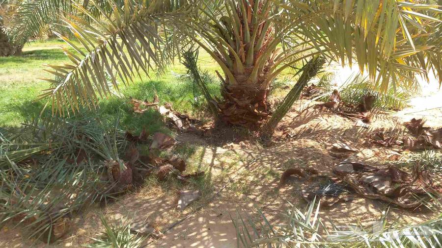 تنضيف وتكريب انخيل64370063505281111