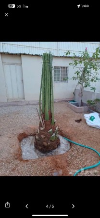 توريد وتركيب جميع انواع الشبوك والنخيل جميع انواعه64370146979203112