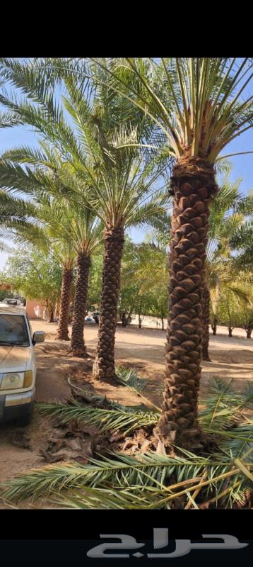 توريد وتركيب جميع انواع الشبوك والنخيل جميع انواعه64370146979203113