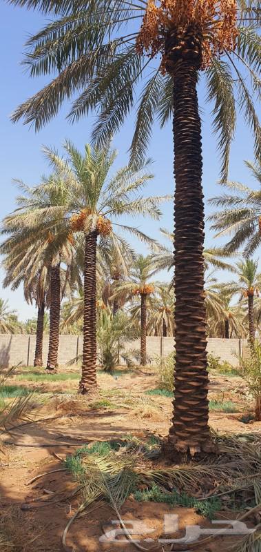 توريد وتركيب جميع انواع الشبوك والنخيل جميع انواعه64370146979203111