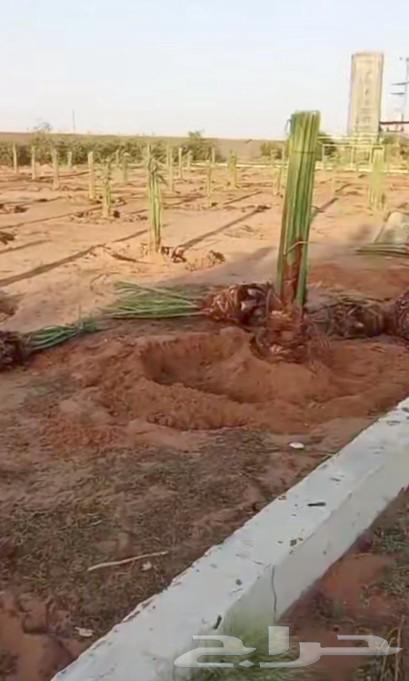 We have workers for castration, chick sexing, menstruation, and stone building64370147770881111