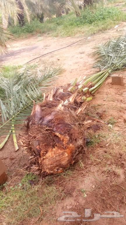 We have workers for castration, chick sexing, menstruation, and stone building64370147770881112