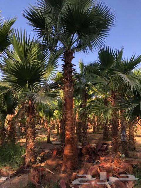 مقاول نخل64360230774913114