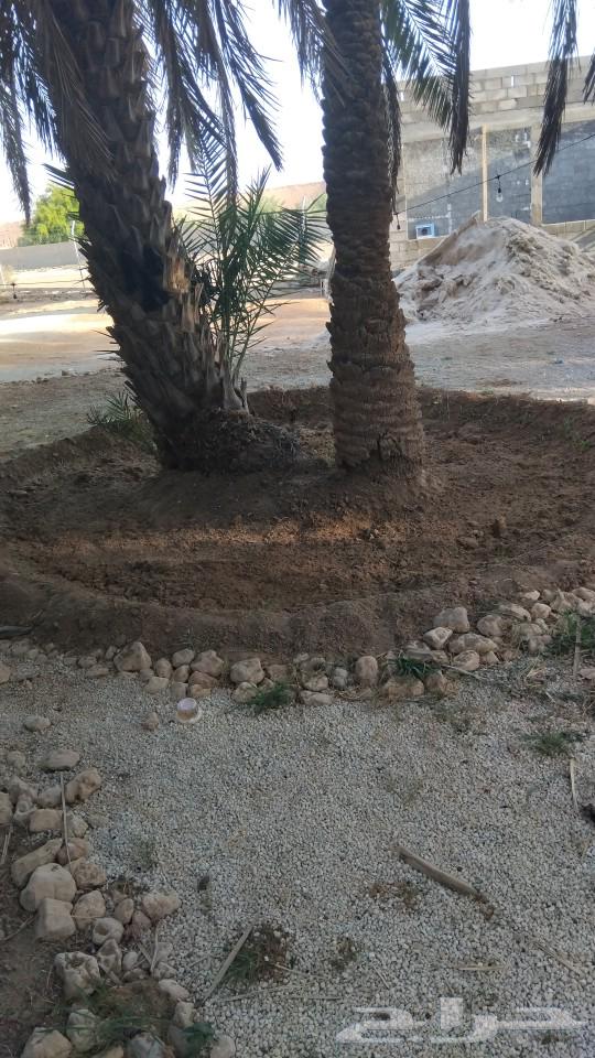 We have workers for castration, chick sexing, menstruation, and stone building64370147770881110