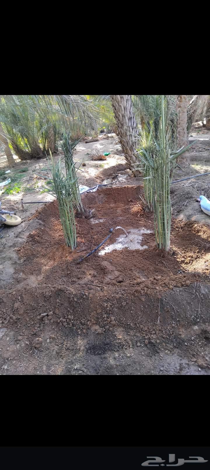 We have workers for crimping, welding, dismantling, and centering pipes64370147438721110