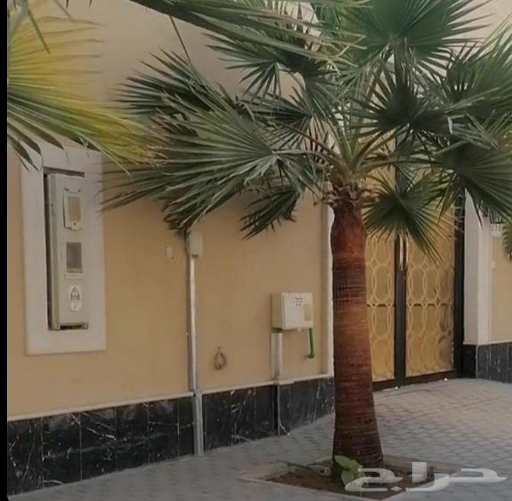 Pruning and cleaning of Arabian and Washington palm trees64370047517697114