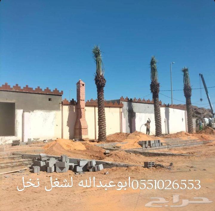 Pruning and cleaning of Arabian and Washington palm trees64370047517697112