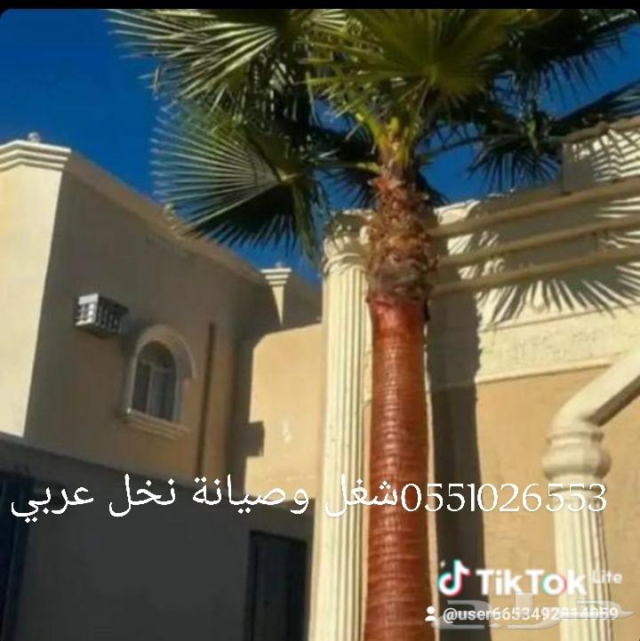 Pruning and cleaning of Arabian and Washington palm trees64370047517697110