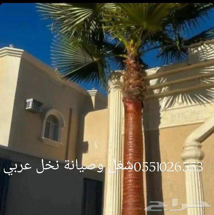 Pruning and cleaning of Arabian and Washington palm trees64370047517697111