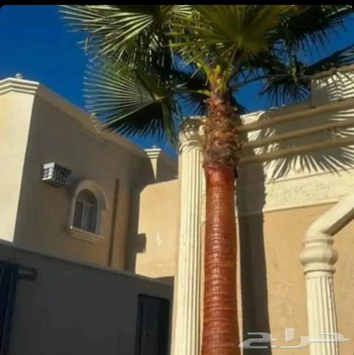 Pruning and cleaning of Arabian and Washington palm trees64370047517697113