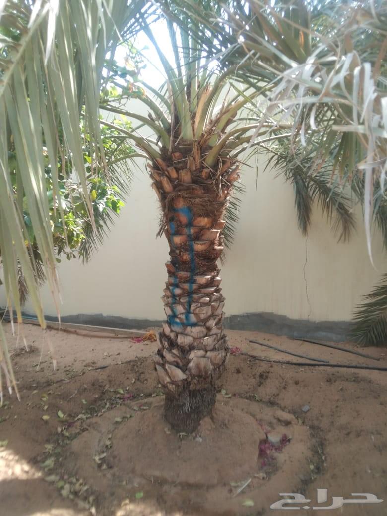 توجد عماله تحويض وتنظيف نخيل64360199303043111